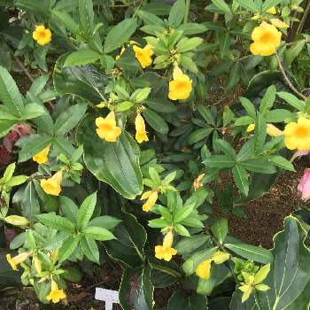 ヒメアリアケカズラの投稿画像一覧 Greensnap グリーンスナップ