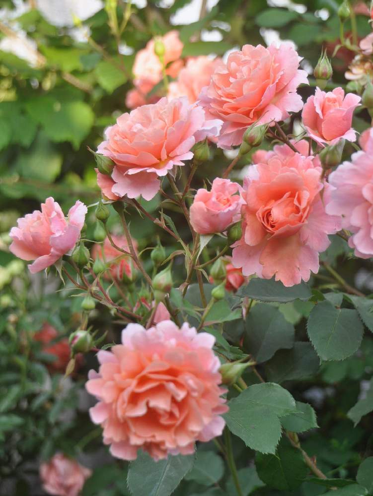バラ サンセットグロウの投稿画像 By Rubyさん つるバラサンセットグロウと薔薇 とロザリアンとバラを楽しむとばら バラ 薔薇 19月5月19日 Greensnap グリーンスナップ