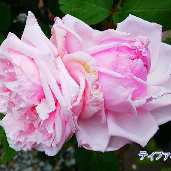 ティファニー薔薇の画像 by lucky514さん | 小さな庭と５月とティファニー薔薇と庭の花とGS映えとGS日和とバラ 鉢植えと自宅の庭と花のある暮らし