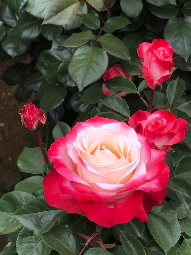 覆輪の投稿画像 By あい さん ノスタルジーと薔薇に魅せられてと京成バラ園と綺麗な色 と薔薇 と薔薇の花 19月5月19日 Greensnap グリーンスナップ