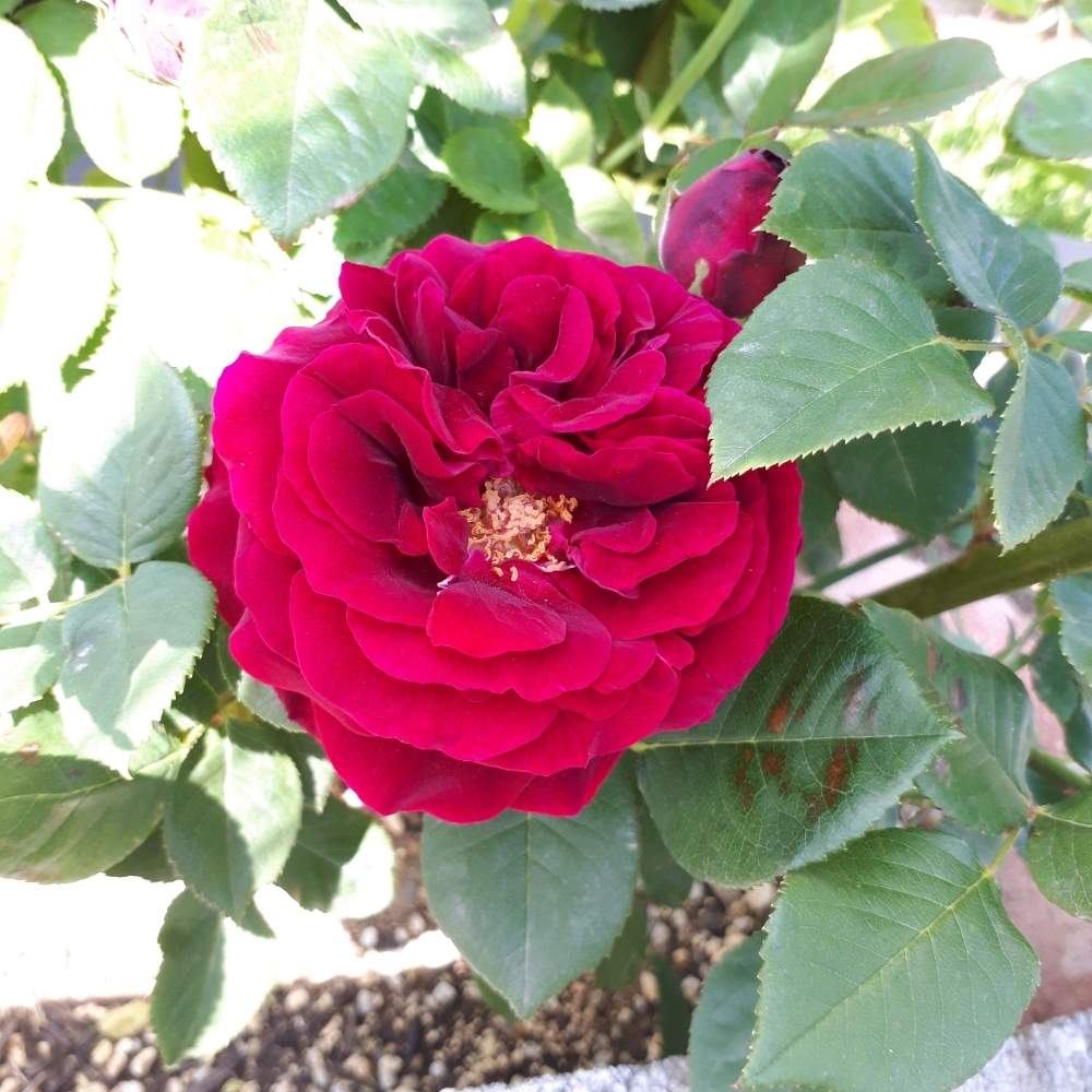 バラ初心者の投稿画像 By Pumpkin112さん 種まきと家庭菜園と手作りの庭と手作り花壇とこぼれ種と庭のある暮らしとdiyと花のある暮らしと球根植物 19月5月19日 Greensnap グリーンスナップ