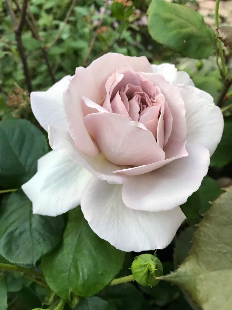 ステンレススチールの投稿画像 By Vogel さん 鉢植えとばら バラ 薔薇とｈｔと作出アメリカ 19月5月19日 Greensnap グリーンスナップ