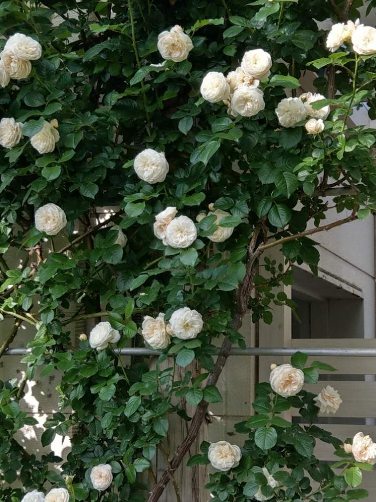 ばら バラ 薔薇の投稿画像 By はちさん 白いバラと京成バラ園とアルテミスと花のある暮らし 19月5月19日 Greensnap グリーンスナップ