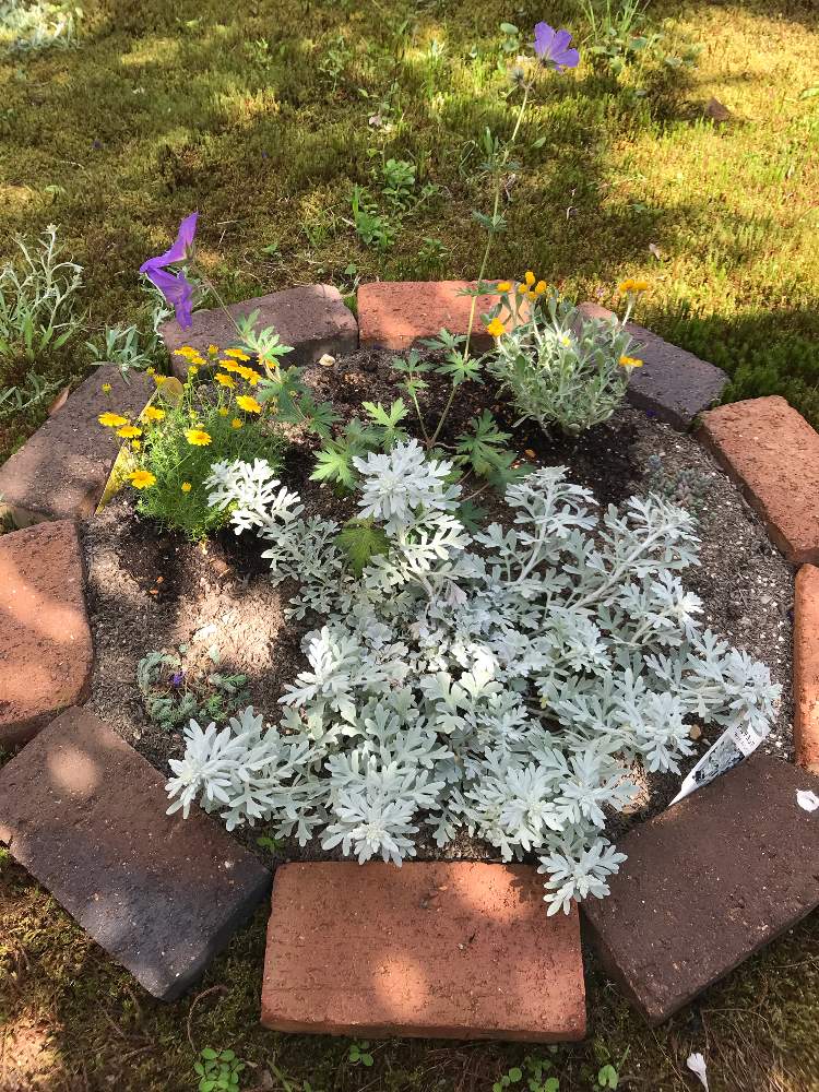 ダールベルグデージーの投稿画像 By ササっとさんさん ゲラニウム ジョンソンズブルーとアルテミシア モリスストレインとクリソセファラムとカラーリーフと花壇手作りと想像以上とイングリッシュガーデンに憧れてと第3の花壇と花のある暮らしと植物はたくましいと庭の