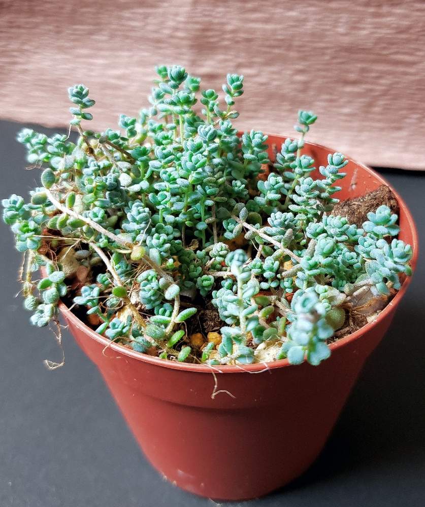 ブレビフォリウムの投稿画像 By 熊みたいな熊さん セダム属と観葉植物と室内栽培専門と多肉大好きと草植系男子とタニラーとタニク初心者とled栽培 19月5月19日 Greensnap グリーンスナップ
