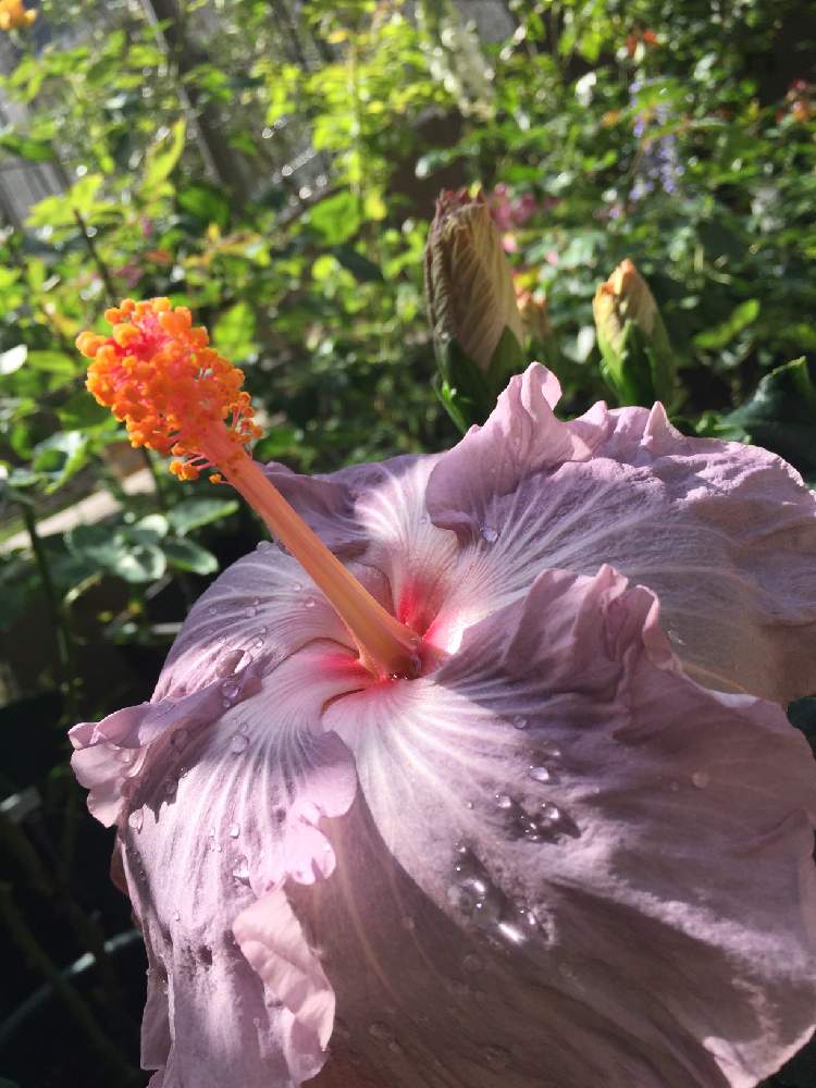 希少品種の投稿画像 By Pluie さん ハイビスカスの花とブルーグレー 19月5月19日 Greensnap グリーンスナップ