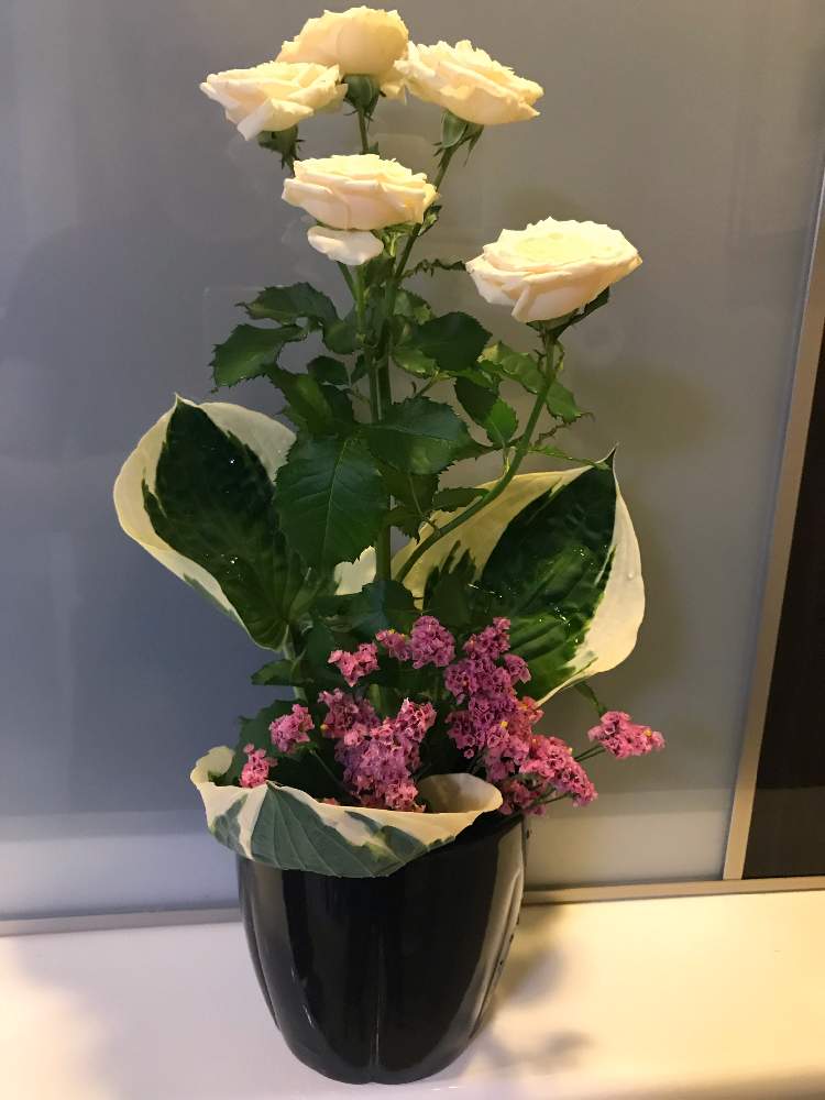 部屋の投稿画像 By Hideさん 初心者ですと活花と生花とコメント大歓迎 といけばなと我流と花のある暮らしと生け花と初心者ですと活花と生花 とコメント大歓迎 といけばなと我流と花のある暮らしと生け花 19月5月19日 Greensnap グリーンスナップ Greensnap