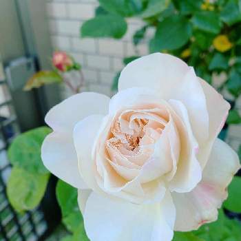 いとおしい植物の表情フォトコン2019の画像 by ｊｕｎｅさん | 小さな庭と令和最初の植物とばら バラ 薔薇といとおしい植物の表情フォトコン2019と薔薇に魅せられてとGS映えとGS日和と植中毒とイングリッシュ・ローズとナチュラルスタイルと花のある暮らしと薔薇♪とバラ・ミニバラとロザリアンと咲いた！