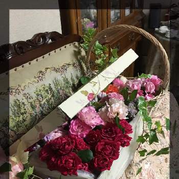 いとおしい植物の表情フォトコン2019の画像 by ミーシャさん | 部屋とばら バラ 薔薇といとおしい植物の表情フォトコン2019と薔薇好きと薔薇に魅せられてと花のある暮らし
