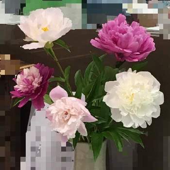 いとおしい植物の表情フォトコン2019の画像 by 三毛猫さん | お出かけ先とシャクヤクと耐寒性宿根草と赤色の花といとおしい植物の表情フォトコン2019と実家の庭とピンク色の花と花のある暮らしと白色の花