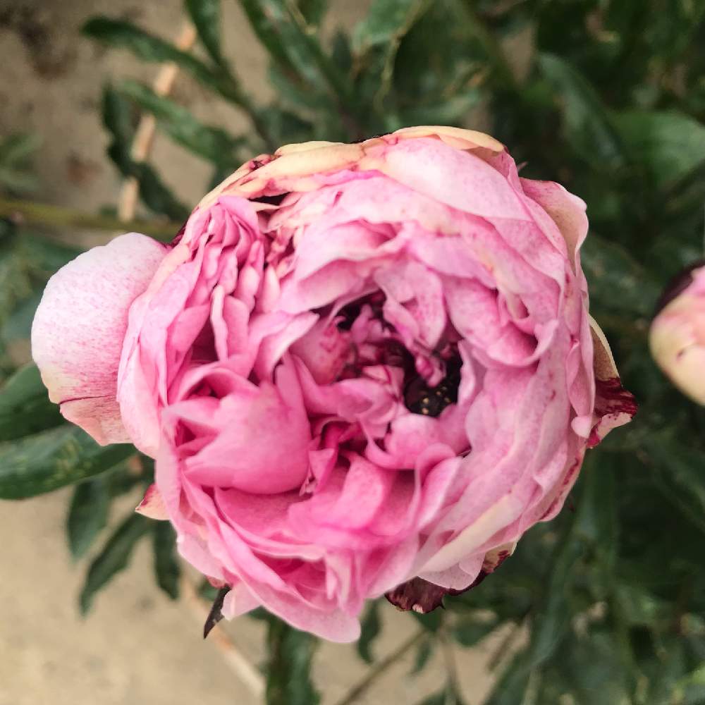 シャクヤクの投稿画像 By みきさん シャクヤク ピエテリエ 19月5月日 Greensnap グリーンスナップ