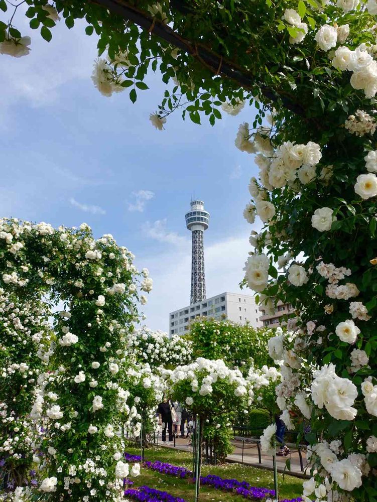 みなとの風さんの山下公園への投稿