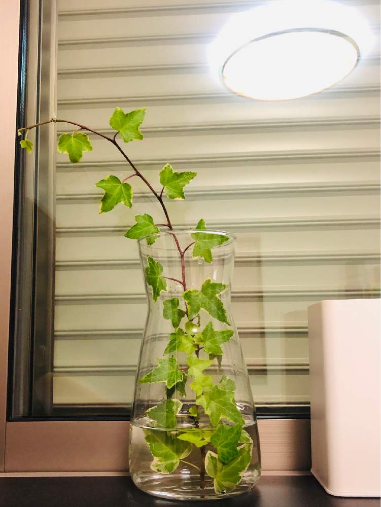 アイビーの投稿画像 By 悠悠さん 幸せ と植物のある暮らしと癒される空間と暮らしを楽しむと癒されるとインテリアグリーンと緑と暮らす 19月5月日 Greensnap グリーンスナップ