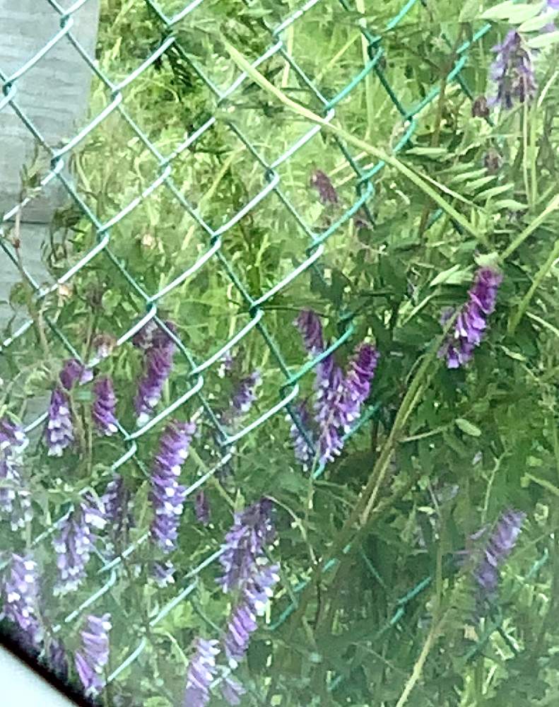 クサフジの投稿画像 By まっきゃんさん 雑草と葉っぱ好きと紫色の花とユルい写真 19月5月日 Greensnap グリーンスナップ