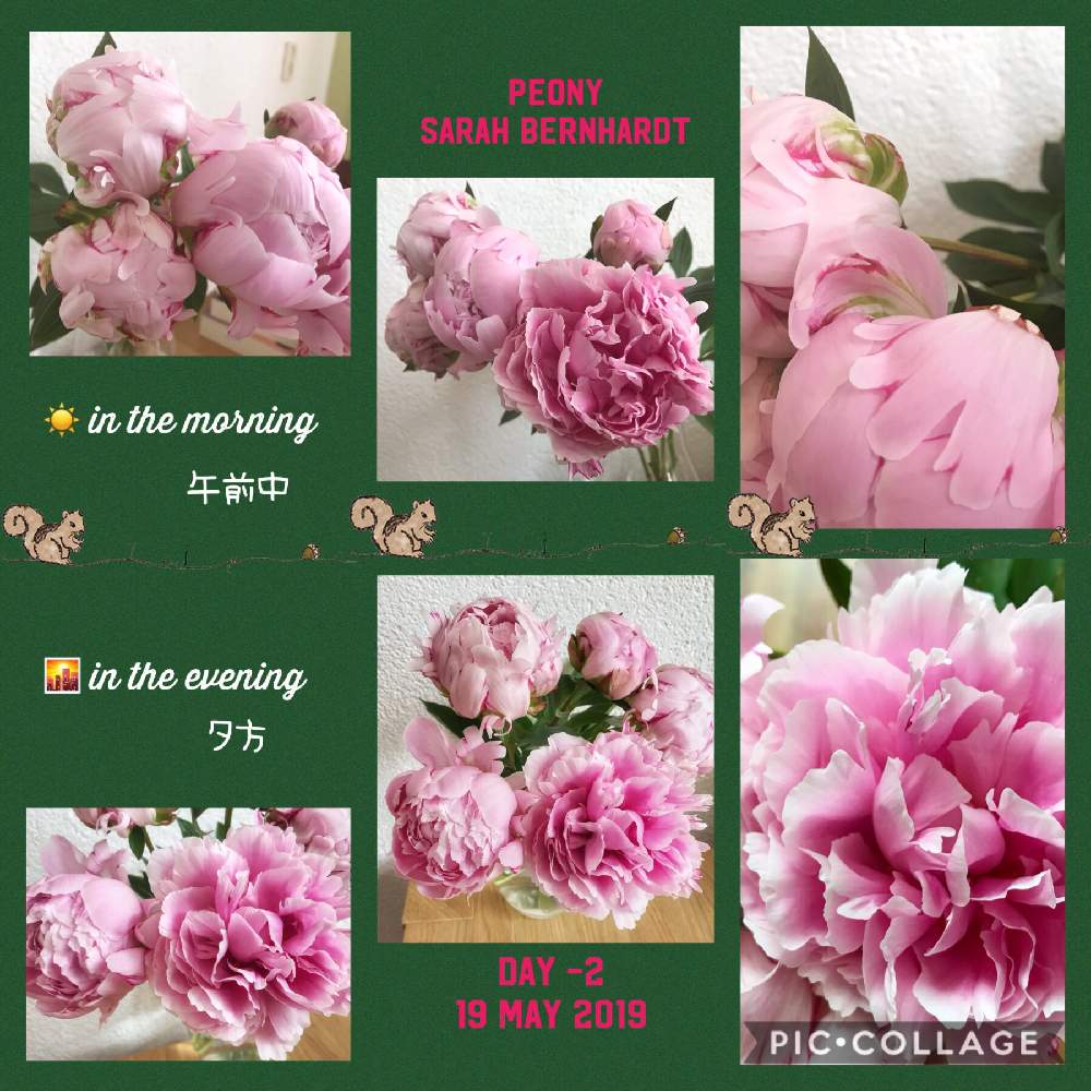 オランダ芍薬の投稿画像 By Yappieさん オランダ芍薬と芍薬とオランダと切り花を楽しむとピンク ピンクと芍薬 シャクヤク ピオニーと花 のある暮らしとかわいいな とピオニー サラベルナール 19月5月日 Greensnap グリーンスナップ