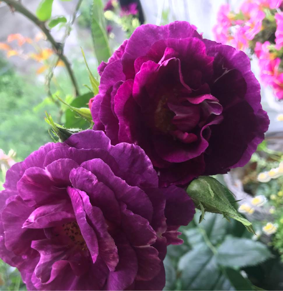 いい香りの投稿画像 By ココさん 半日陰とミステリューズ薔薇と半日陰のベランダ 19月5月日 Greensnap グリーンスナップ