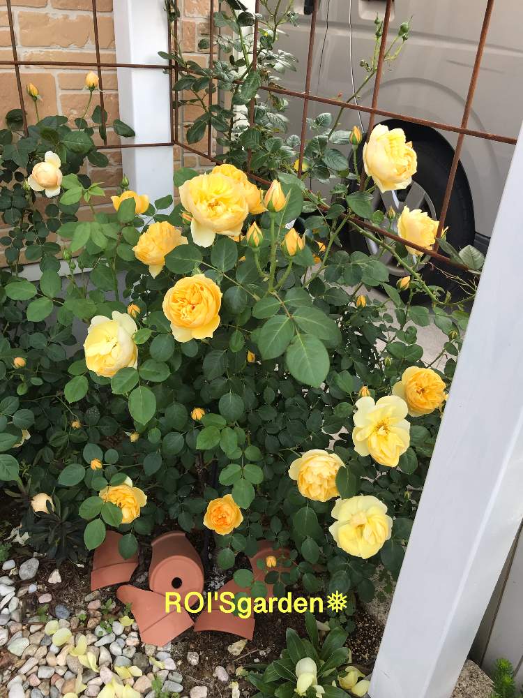 グラハム トーマスの投稿画像 By Roiさん 薔薇愛同盟とつるバラと花のある暮らしと色がキレイとバラ 四季咲きと地植え 19月5月日 Greensnap グリーンスナップ