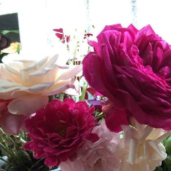 オードリーヘップバーンの画像 by 花が好きさん | 窓辺とオードリーヘップバーンとゲーテローズとグラマラス、ラッフルローズとピェール・ドゥ・ロンサールといつも笑顔で〜〜♡とキュンキュン乙女倶楽部とみんなが幸せに〜〜♡と薔薇愛同盟とありがとう♡とGSミニモニと花のある世界♡と良い香りの花といい感じ♪♪と優しい色合い♡とバラと夢CLUBと小さな庭♡ととても癒される♡とガーデニングと薔薇が好きです♡と花のある暮らしと花が好きです♡♡♡とみんなが健康に〜〜♡と可愛いね♡