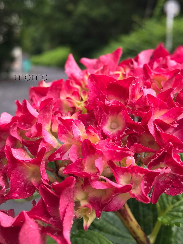 紫陽花の投稿画像 By Momoさん 赤い花と花のある暮らしと雨が似合うと紫陽花大好き 19月5月日 Greensnap グリーン スナップ