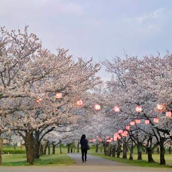 『2019桜』フォトコンテストの画像 by neco-meさん | お出かけ先とソメイヨシノと 桜並木と春のお花とさくらさくら咲け咲けさくらとピンクの花と満開と『2019桜』フォトコンテストと公園とGS映えとはると夕暮れと石川県と木場潟公園-桜マップ2019-