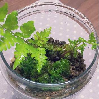 苔採集の投稿画像一覧 Greensnap グリーンスナップ