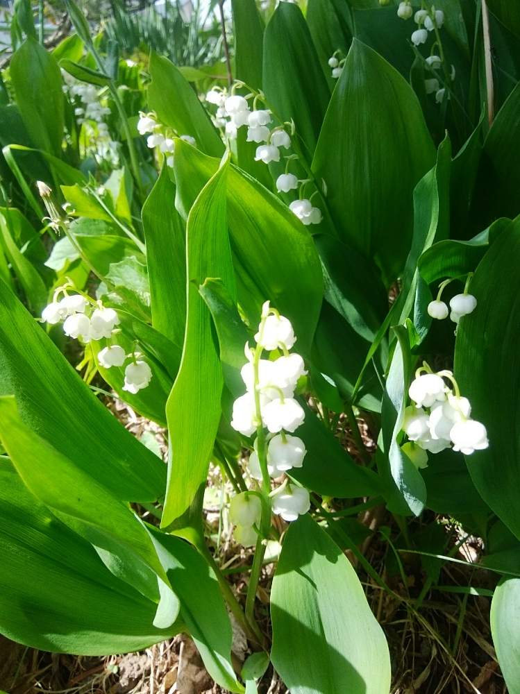 スズランの投稿画像 By りんさん 白い花と小さい花 19月5月日 Greensnap グリーンスナップ