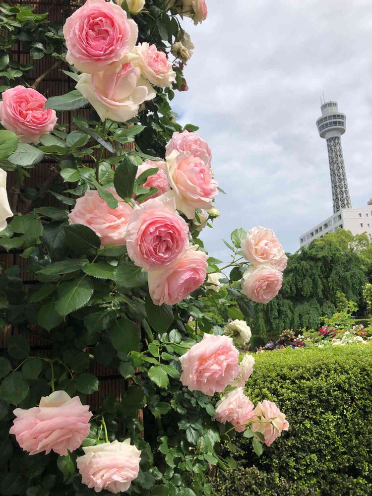 jutaさんの山下公園への投稿