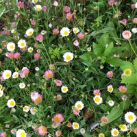 エリゲロン,花のある暮らし,お出かけ先の画像
