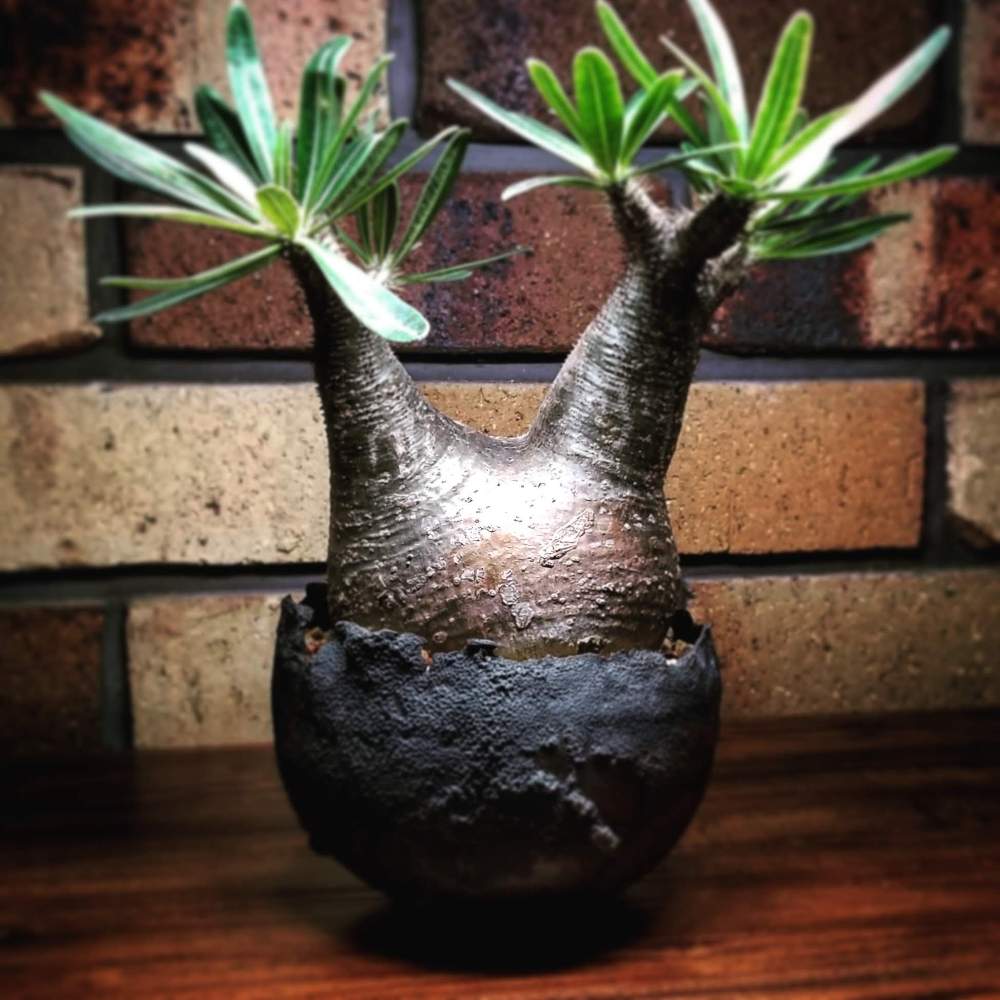パキポディウム グラキリス 実生 コーデックス 塊根植物 多肉植物 ...