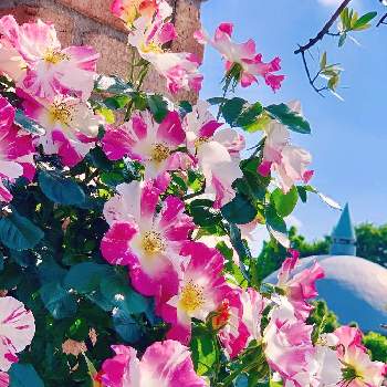 花弁　ピカピカの画像 by Toshieさん | お出かけ先と令和最初の植物と鮮やかなとありがとう♡とステキ☆とオシャレといやされる♡とGS映えとGSミニモニ。と東武トレジャーガーデンと素晴らしい景色！ときれいな色としあわせ♡と色合いがキレイと眩しい～✨とばら バラ 薔薇といくら ながめても♡といつまでも眺めていたいと花弁　ピカピカとGS日和と感動
