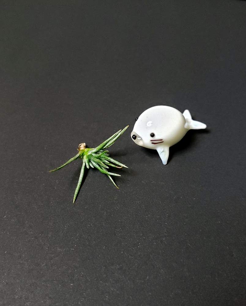 アエラントス ミニアータ ミニミニミーの投稿画像 By 熊みたいな熊さん 部屋と観葉植物と室内栽培専門と多肉大好きと草植系男子とタニラーと珍奇植物とled栽培とエアープランツ チランジアと観葉植物と室内栽培専門と多肉大好きと草植系男子とタニラーと珍奇植物とled