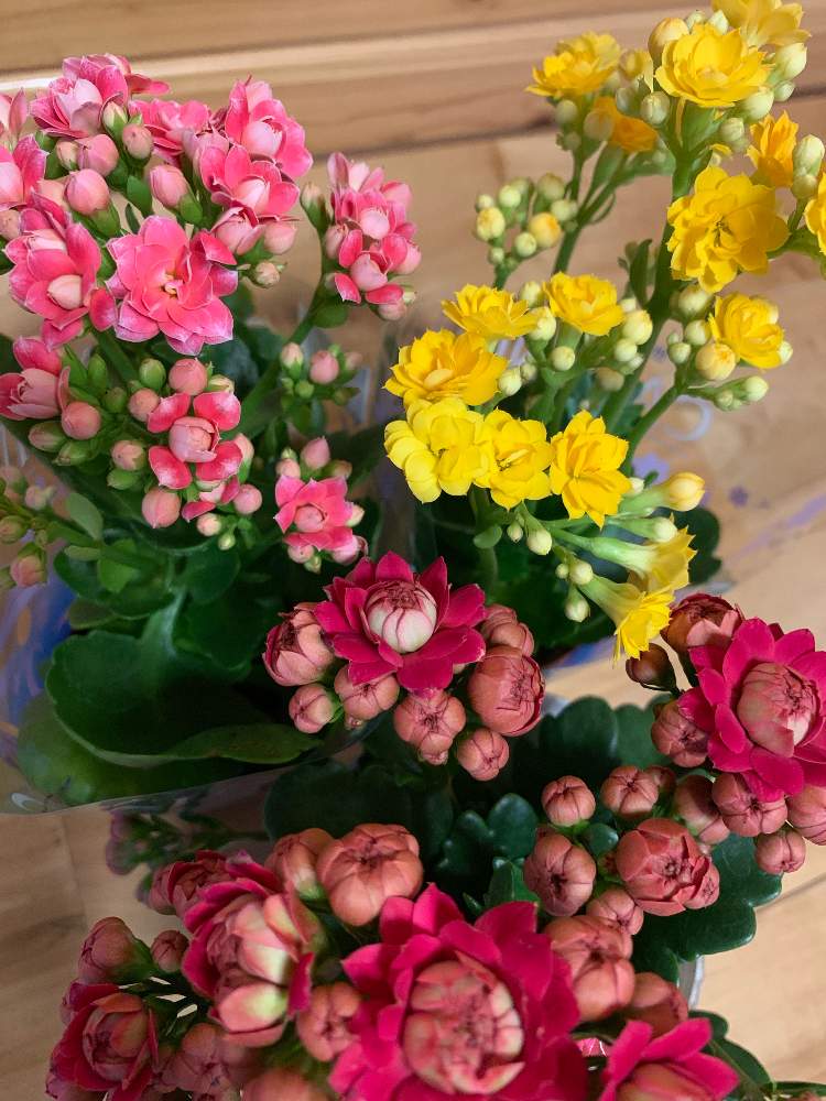 カランコエの投稿画像 By ヨウコさん カランコエ カランディーバとカランコエクイーンモアフラワーズとカランコエクィーンモアフラワーズマドリッドと多肉植物と多肉植物 19月5月日 Greensnap グリーンスナップ Greensnap グリーンスナップ カランコエの投稿画像 By ヨウコさん カランコエ カランディーバとカランコエクイーンモアフラワーズとカランコエクィーンモアフラワーズマドリッドと多肉植物と多肉植物 19月5月日 Greensnap グリーンスナップ Greensnap グリーンスナップ