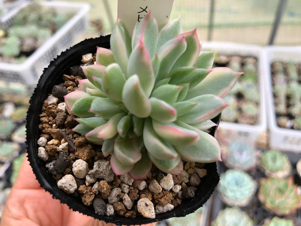 メビナ錦の投稿画像 By こたはなさん 女雛錦と多肉植物とお触り禁止と私の多肉植物とビニールハウスと多肉女子と花のある暮らしと多肉植物 エケベリアと広い庭とメビナ錦 こたと多肉植物とお触り禁止と私の多肉植物とビニールハウスと多肉女子と花のある暮らしと多肉植物