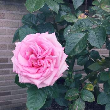 はじめてのバラの画像 by みかんさん | 小さな庭と開花とばら バラ 薔薇とピンク❤︎ピンクとGS映えとはじめてのバラと花のある暮らしとウエディングベル