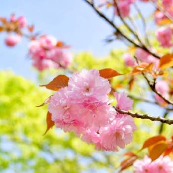 『2019桜』フォトコンテストの画像 by neco-meさん | お出かけ先と八重桜と春のお花とさくらさくら咲け咲けさくらとピンクの花と満開と『2019桜』フォトコンテストと公園とGS映えと富山県と砺波チューリップ公園-桜マップ2019-
