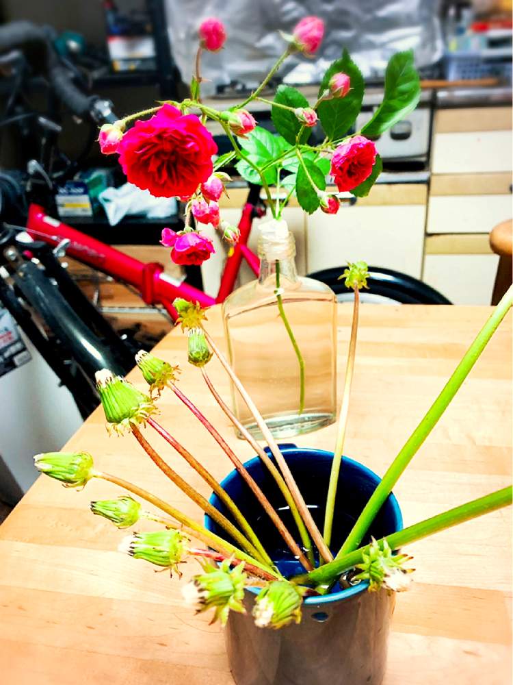 ミニバラの投稿画像 By Barbossa バルボッサさん 春バラとお誘いとお気に入り室内ボタニカルスポットとgs映えと花のある暮らし 19月5月日 Greensnap グリーンスナップ