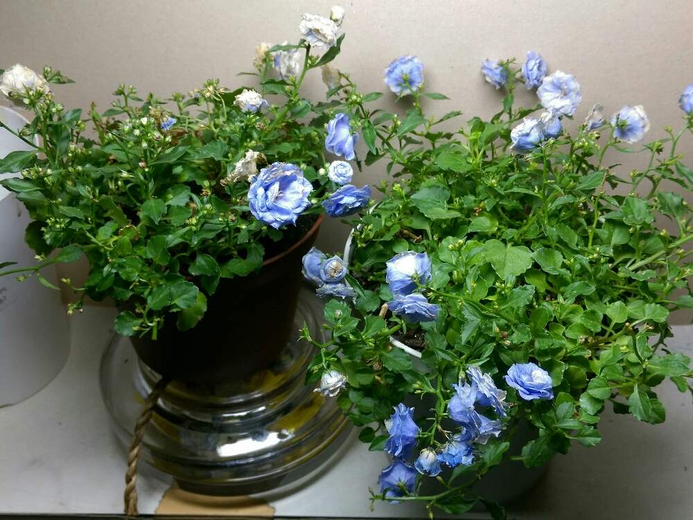 カンパニュラ ブルーワンダーの投稿画像 By はてはぁなさん カンパヌラ ブルーワンダーと大好きな植物と可愛い花 と美しい とこの色が好き と八重咲きときれいな色と花のある暮らしと小さな花とかわいいな とこのお花に 19月5月日 Greensnap グリーン