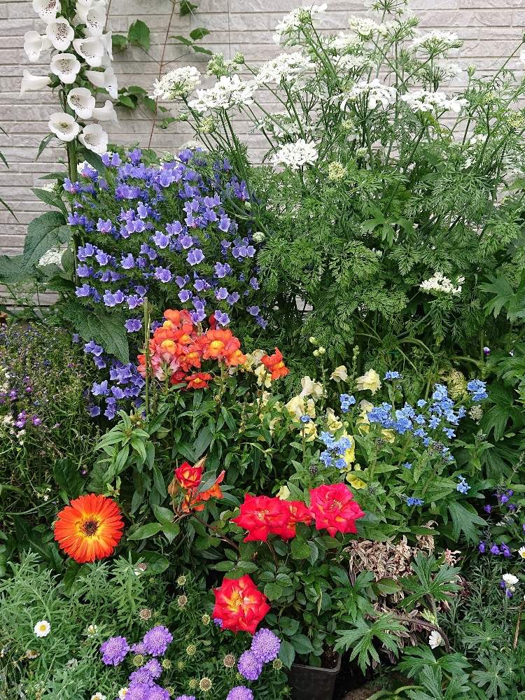 ガーデンの投稿画像 By Youtamannさん 春花壇とガーデニングと春の花壇と花のある暮らしと庭の宿根草 19月5月日 Greensnap グリーンスナップ