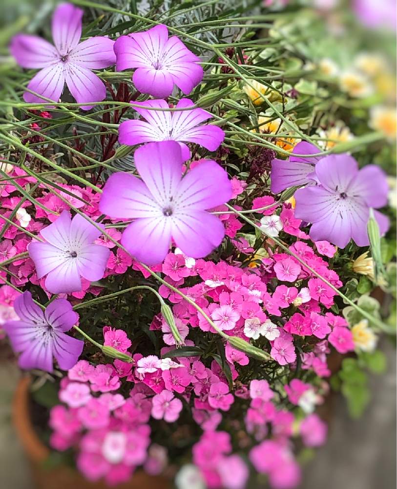 小さな庭の投稿画像 By ジェイルンさん アグロステンマ とアグロステンマ 麦なでしこ と花のある暮らしとナデシコ科とむぎなでしことアグロステンマ と アグロステンマ とアグロステンマ 麦なでしこ と花のある暮らしとナデシコ科とむぎなでしことアグロステンマ 19