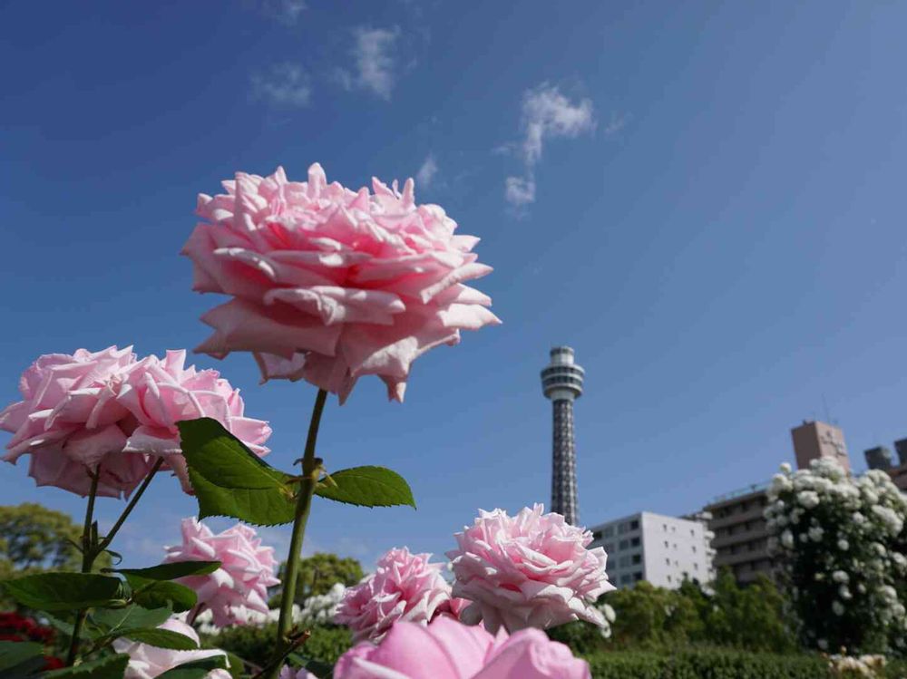 やしさんの山下公園への投稿