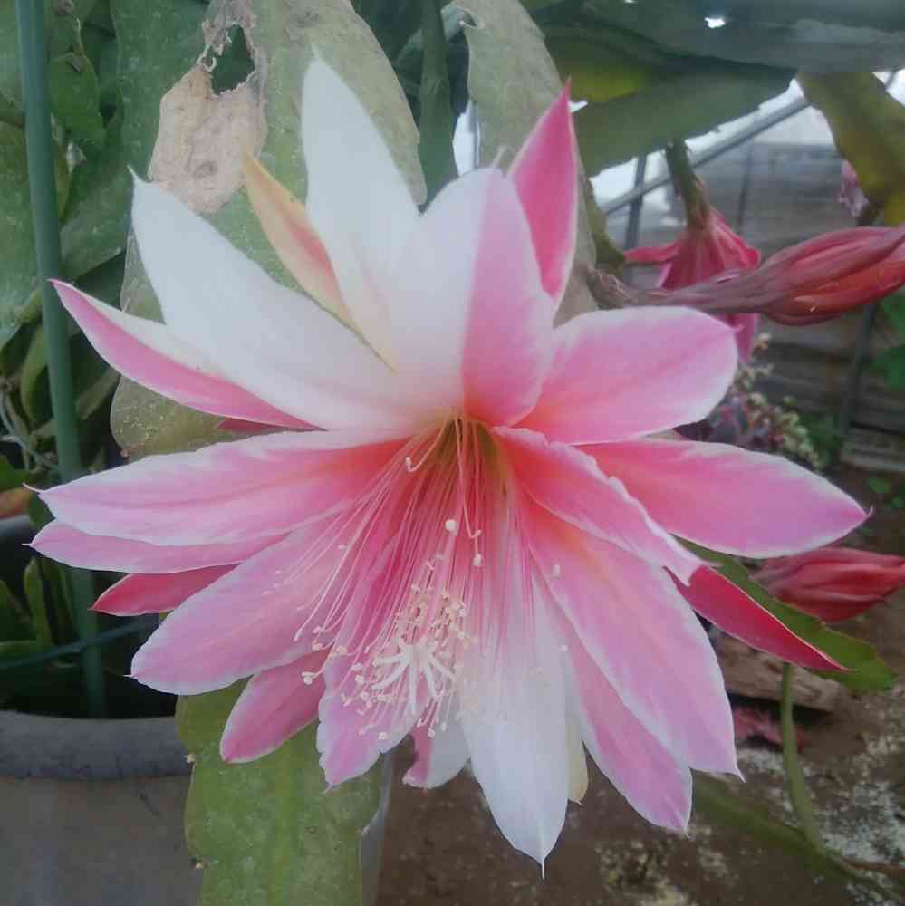 ピンク・レディー' フラワー・ガーデニング 実生名種‼️ 花サボテン