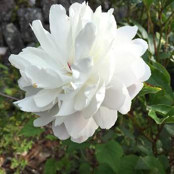 五月の花の画像 by ミッキーさん | 広い庭と牡丹と美しいね✨と庭の花と五月の花と今日の一枚と 白牡丹とグリーンスナップ大好きと花のある暮らしと白い花と癒しのひと時