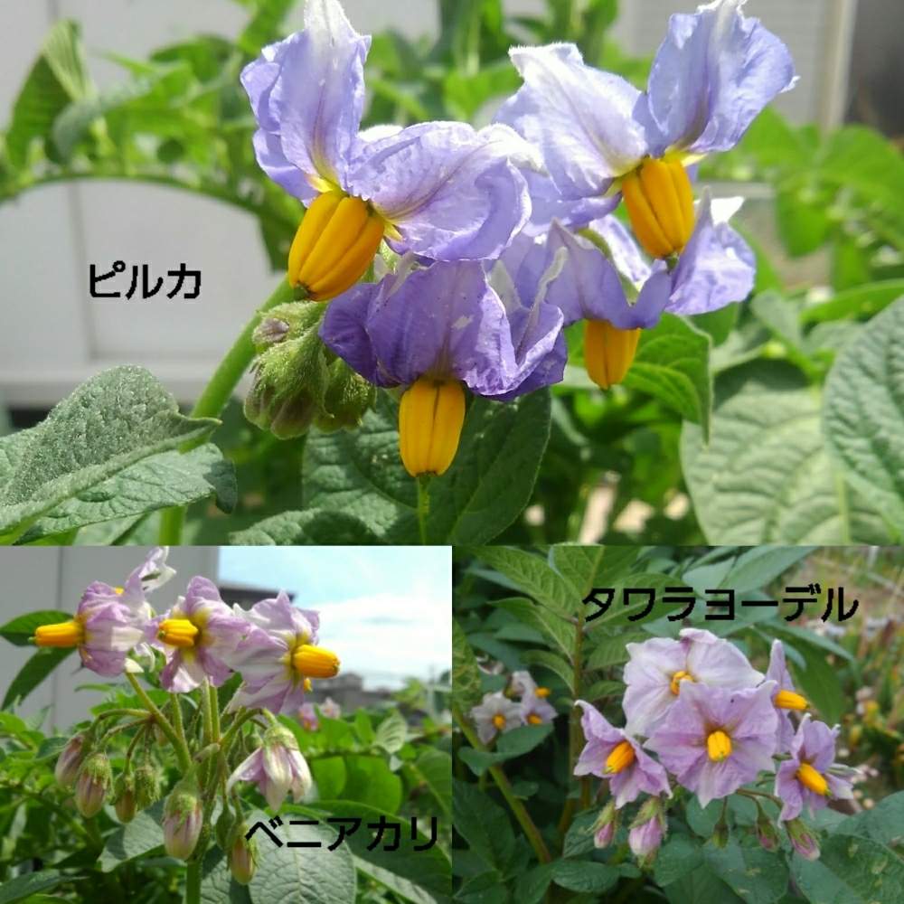 ジャガイモの花の投稿画像 By Nokonokoさん キュンキュン乙女倶楽部とプランター野菜と家庭菜園とgs映えとgs日和とベランダ菜園と家庭菜園奮闘日記と楽しい家庭菜園 19月5月21日 Greensnap グリーンスナップ