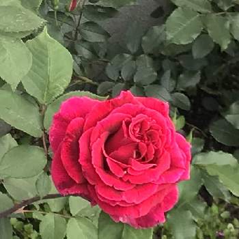 赤いばらの画像 by ジュンさん | 小さな庭と花のある暮らしと癒しの場所とミスター リンカーンと赤いばらとカインズバラコンテスト2019