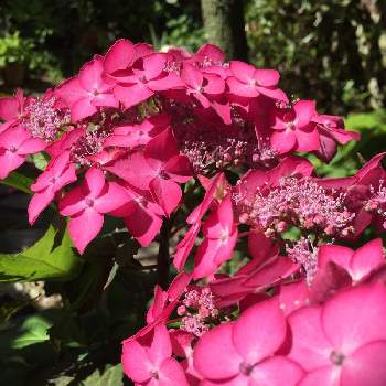 ガクアジサイ ピンク系の投稿画像一覧 Greensnap グリーンスナップ