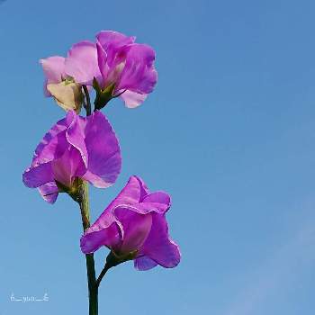 紫のスイートピーの投稿画像一覧 Greensnap グリーンスナップ