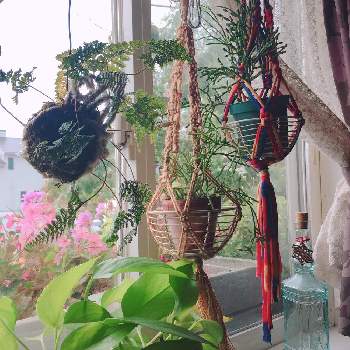 トキワシノブ。の画像 by naminamiさん | 部屋とグリーンの癒し。とゼラニューム♡と雨降り☂︎*̣̩⋆̩*とフラワーボックスと花のある暮らしと『窓辺に飾られた植物』フォトコンテストと リプサリスとトキワシノブ。