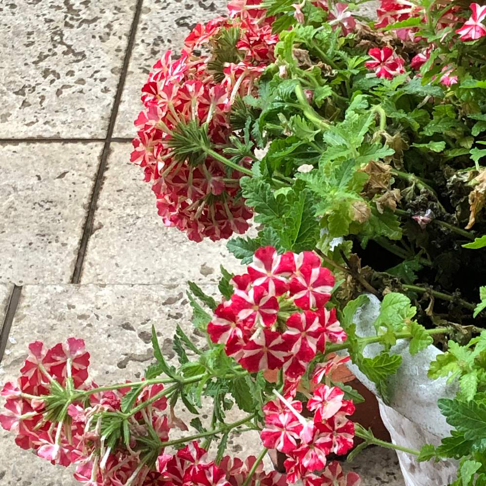 宿根バーベナの投稿画像 By Shiroさん バーベナとレッドスター 19月5月21日 Greensnap グリーンスナップ