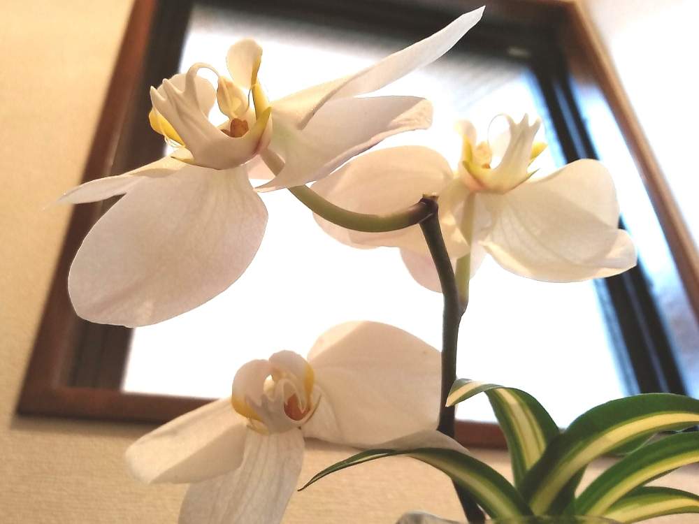 胡蝶蘭の投稿画像 By なずなさん 花持ちが良いとプレゼントと華やかと優雅な花と花のある暮らしと白い花 19月5月21日 Greensnap グリーンスナップ