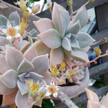 朧月 花の投稿画像一覧 Greensnap グリーンスナップ